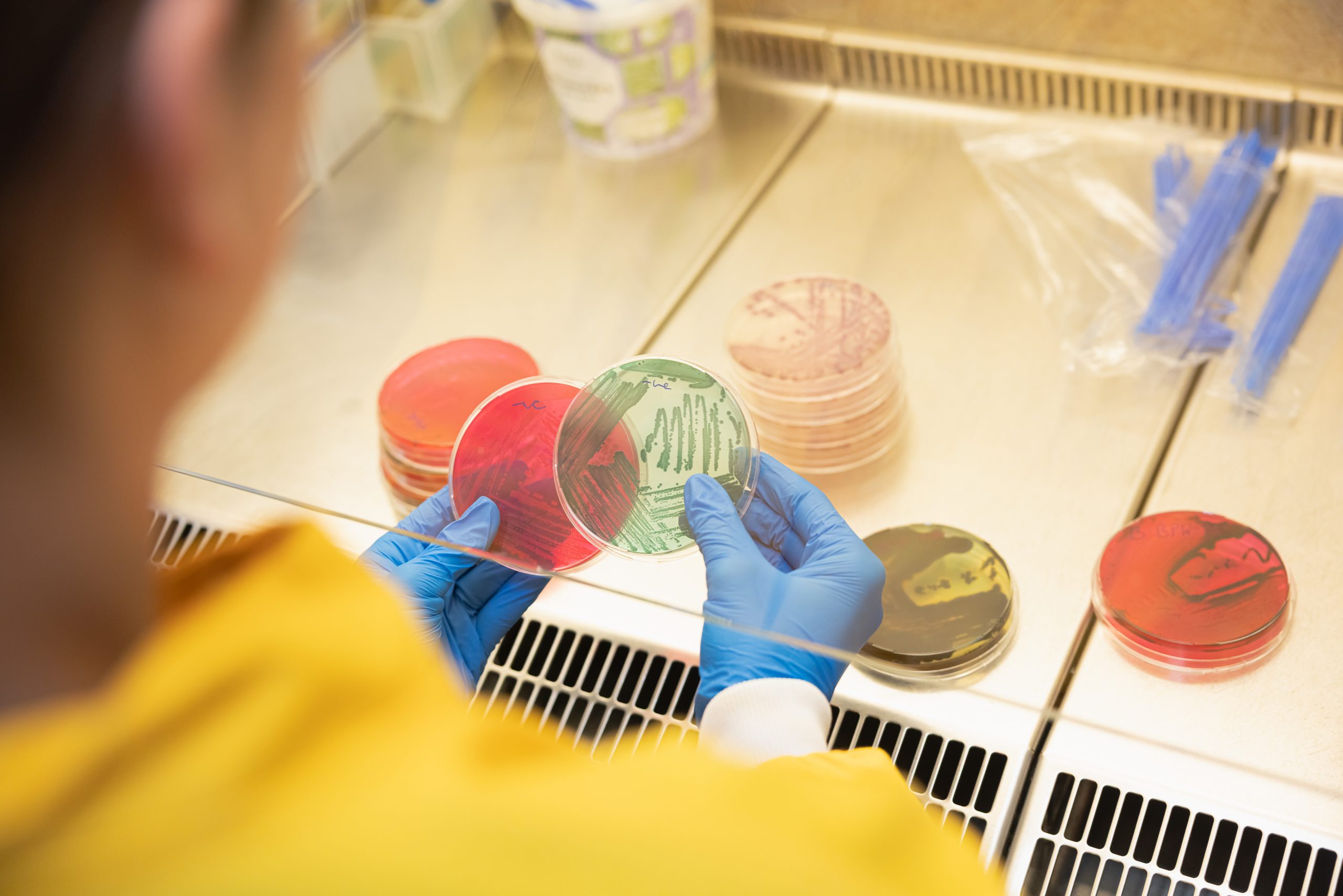 Inspecting samples in agri food lab.