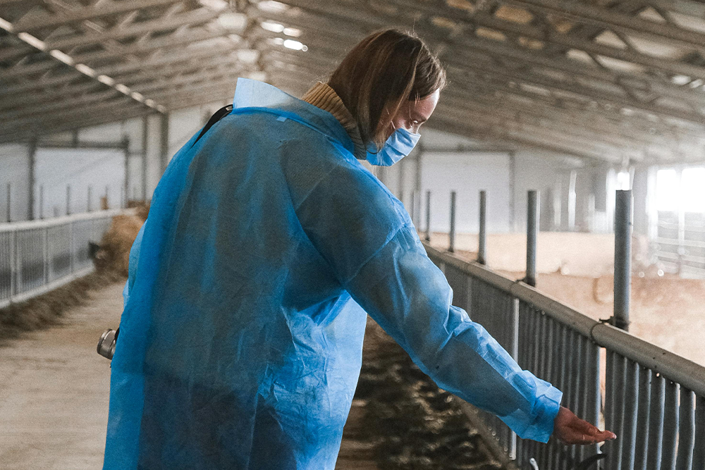 Farm technician in PPE conducting a biosecurity inspection in a livestock unit